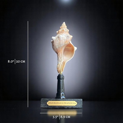 Mounted Shell Sculpture, Sea Shell on Stand, Tropical Shell Display, Elegant Coastal Decor, Beach House Gift, Nautical Marine Home Accent