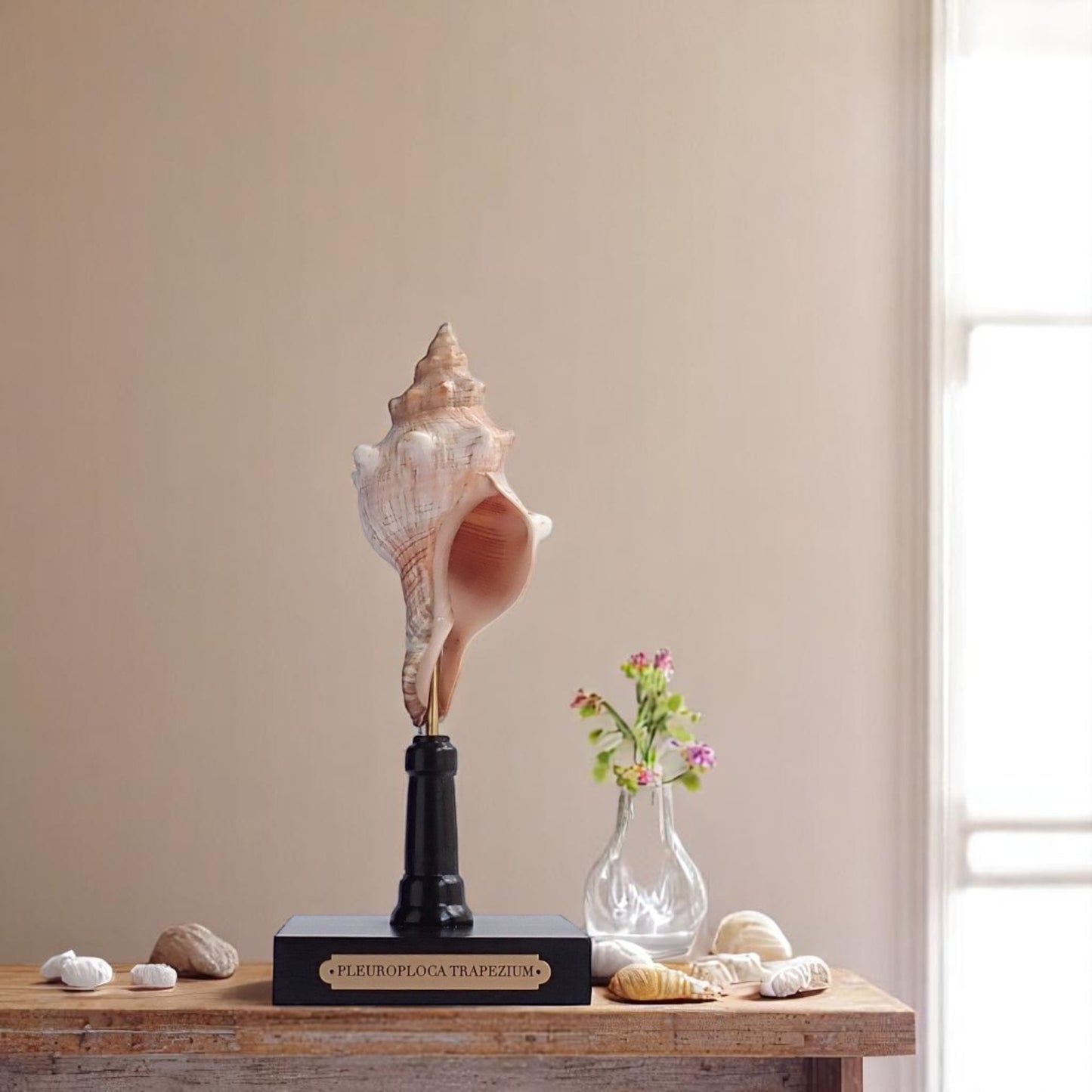 Mounted Shell Sculpture, Sea Shell on Stand, Tropical Shell Display, Elegant Coastal Decor, Beach House Gift, Nautical Marine Home Accent
