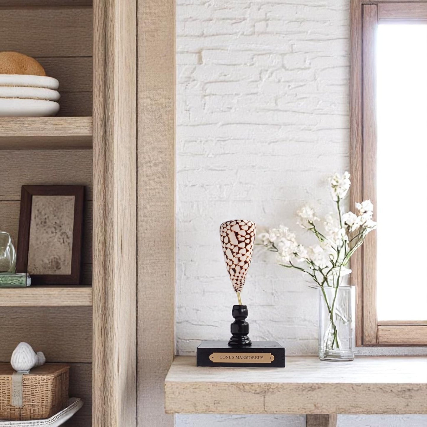Mounted Shell Sculpture, Sea Shell on Stand, Tropical Shell Display, Elegant Coastal Decor, Beach House Gift, Nautical Marine Home Accent