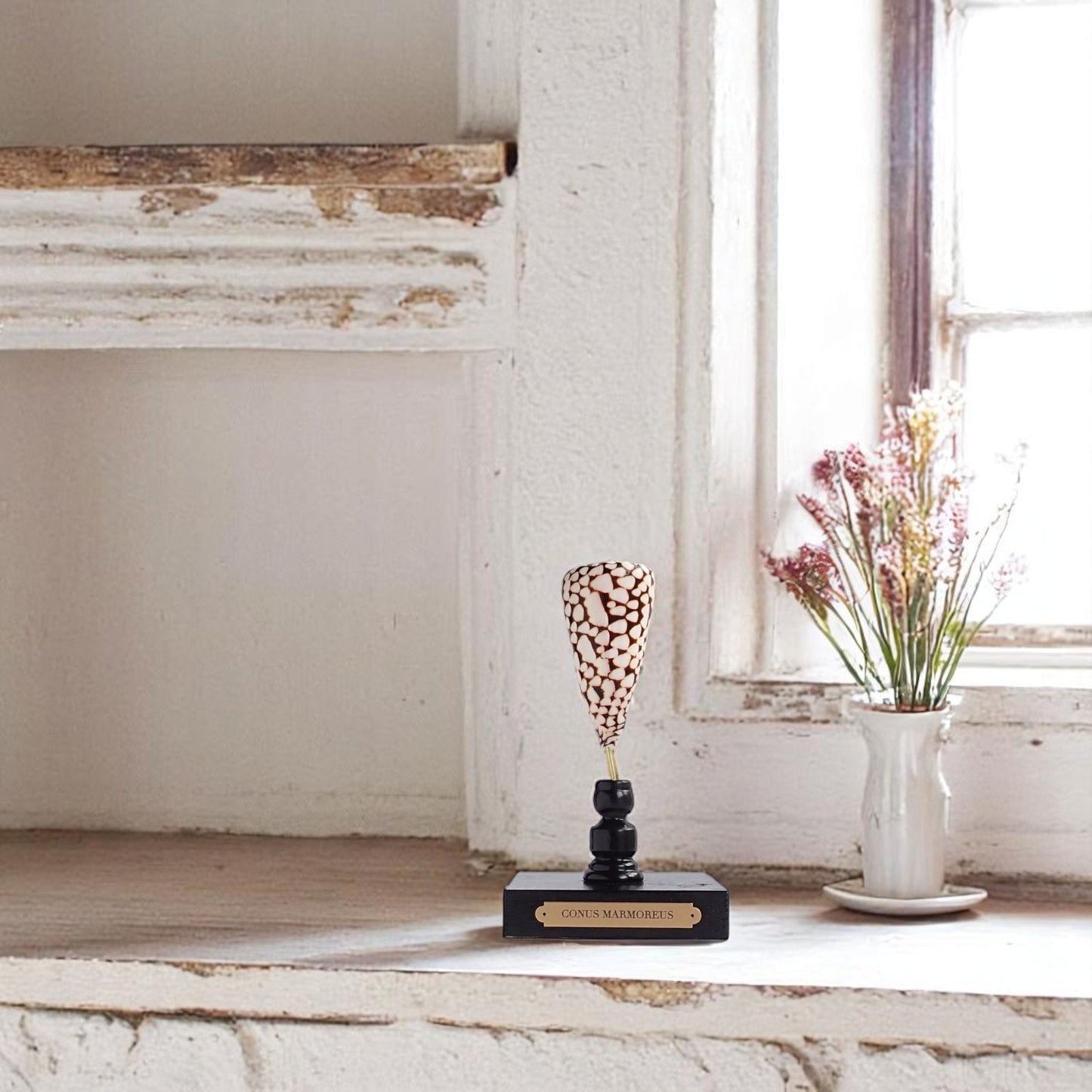 Mounted Shell Sculpture, Sea Shell on Stand, Tropical Shell Display, Elegant Coastal Decor, Beach House Gift, Nautical Marine Home Accent