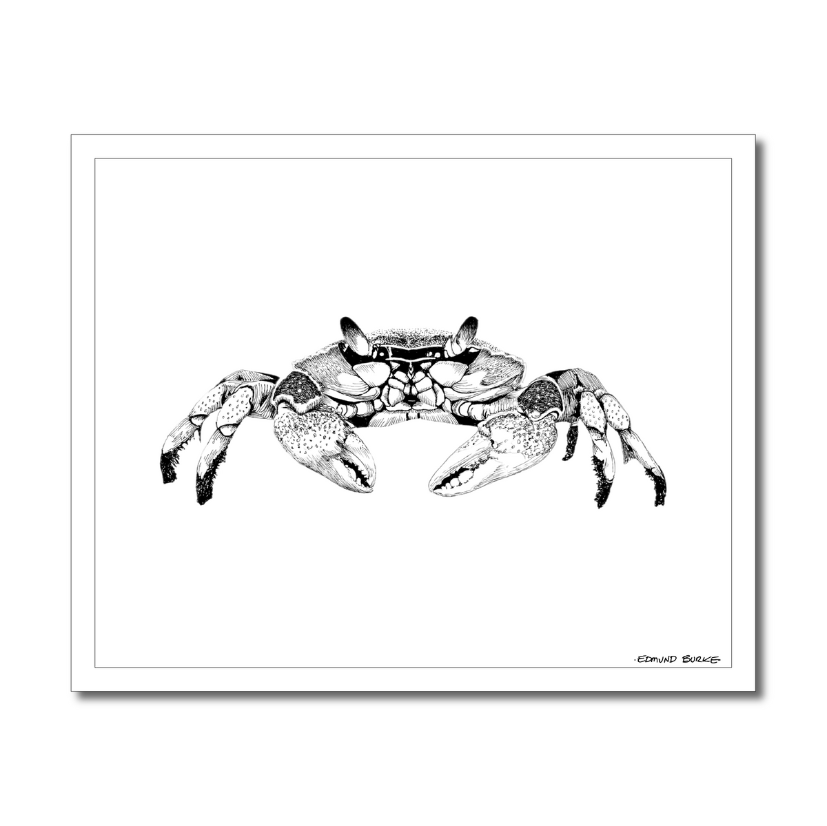 Maryland Blue Crab Art Print from Original Pen & Ink Drawing, Coastal Beach Art, Seaside Nautical Wall Hanging Decor