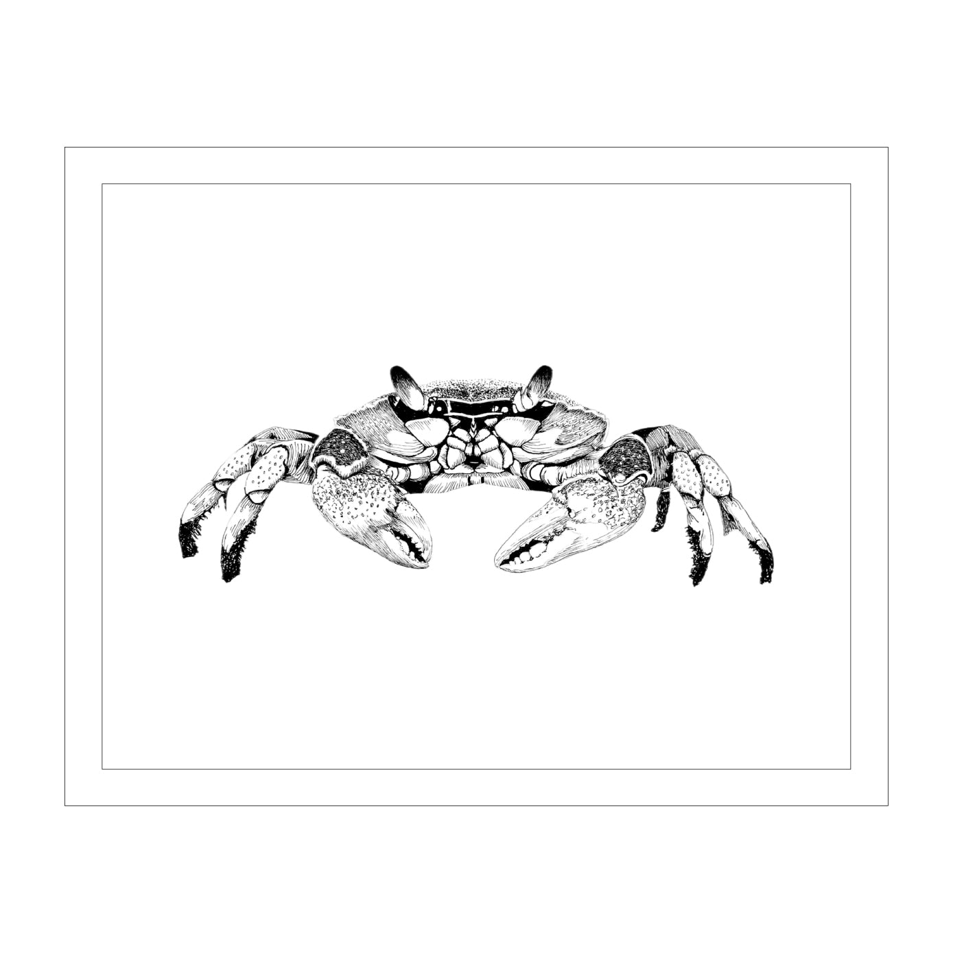 Maryland Blue Crab Art Print from Original Pen & Ink Drawing, Coastal Beach Art, Seaside Nautical Wall Hanging Decor