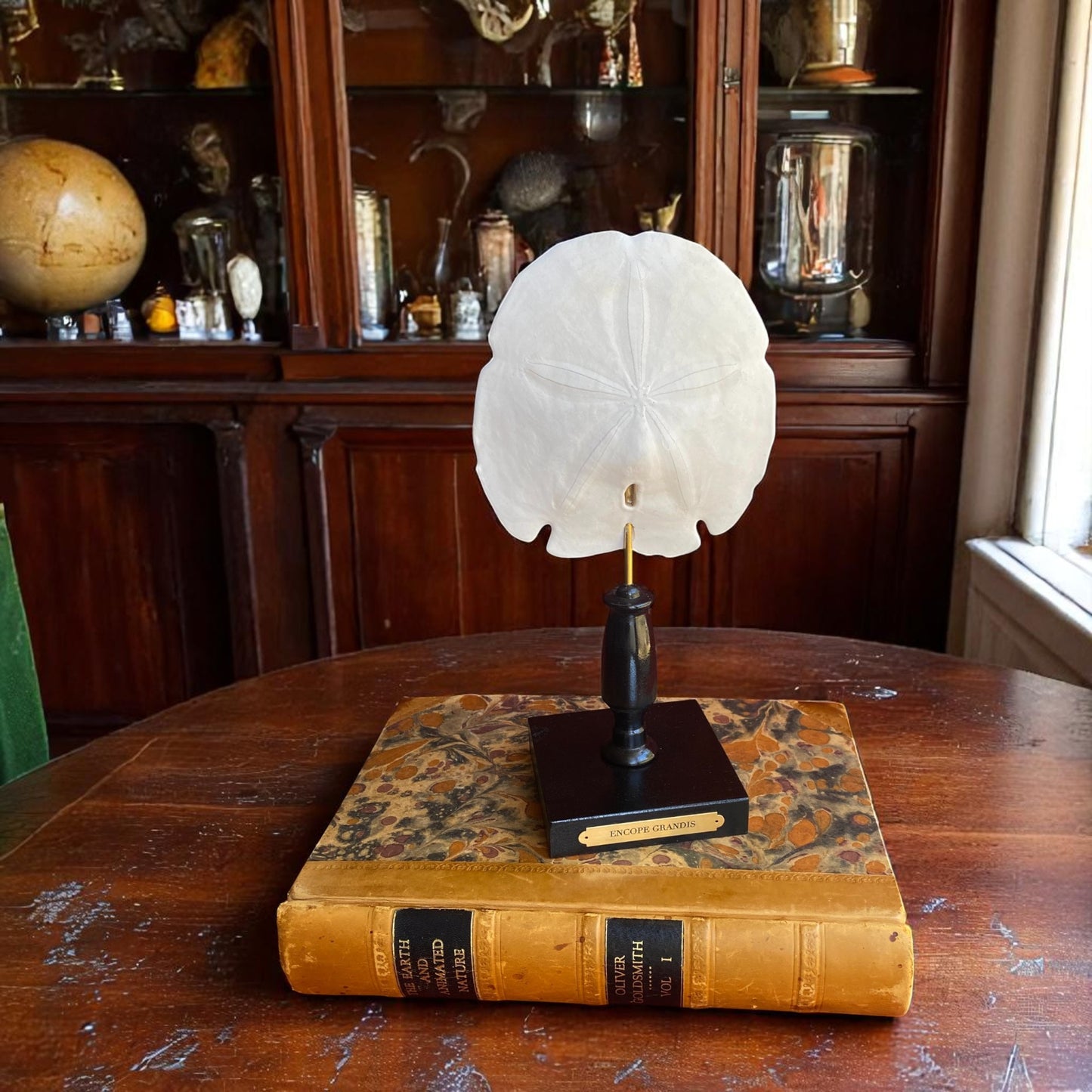 Mounted Shell Sculpture, Sand Dollar on Stand, Tropical Shell Display, Elegant Coastal Decor, Beach House Gift, Nautical Marine Home Accent