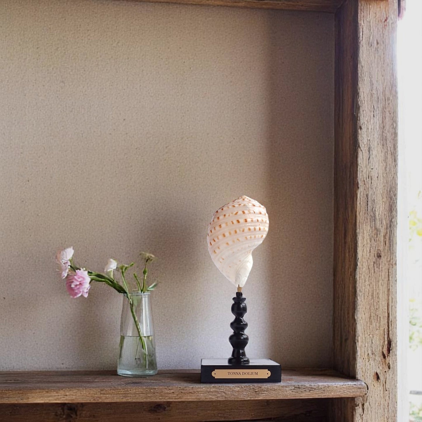 Mounted Shell Sculpture, Sea Shell on Stand, Tropical Shell Display, Elegant Coastal Decor, Beach House Gift, Nautical Marine Home Accent
