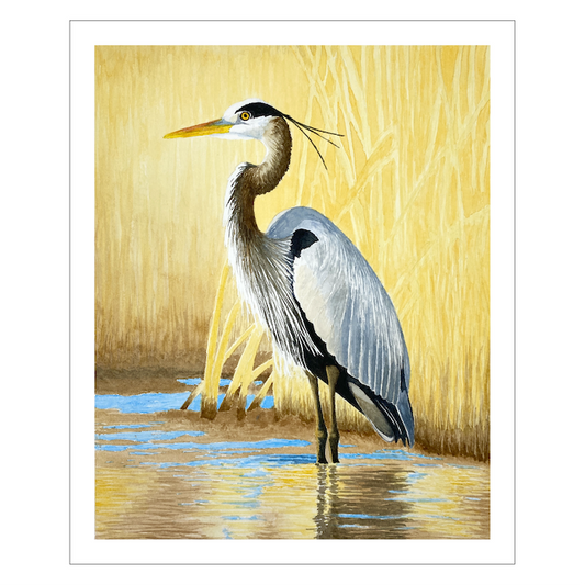 Great Blue Heron Watercolor Print, Nature Wildlife Landscape, Limited Edition Print, Coastal Wall Decor, Beach Painting Gift, Shorebird Art