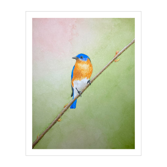Eastern Bluebird Watercolor Print, Original Bird Art Painting, Songbird Wall Art for Nature Lovers, Serene Pastel Wildlife Art Print Gift