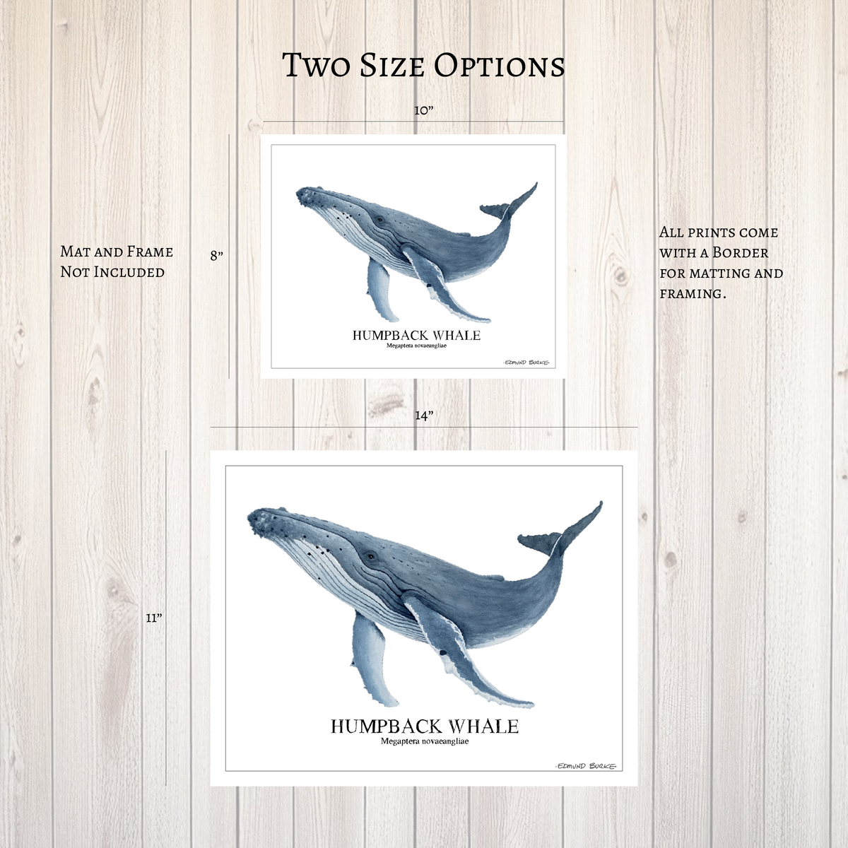 Humpback Whale Original Watercolor Print, Nautical Coastal Wall Art, Whale Lover Gift, Beach House Décor, Whale Painting, Ocean Wildlife Art