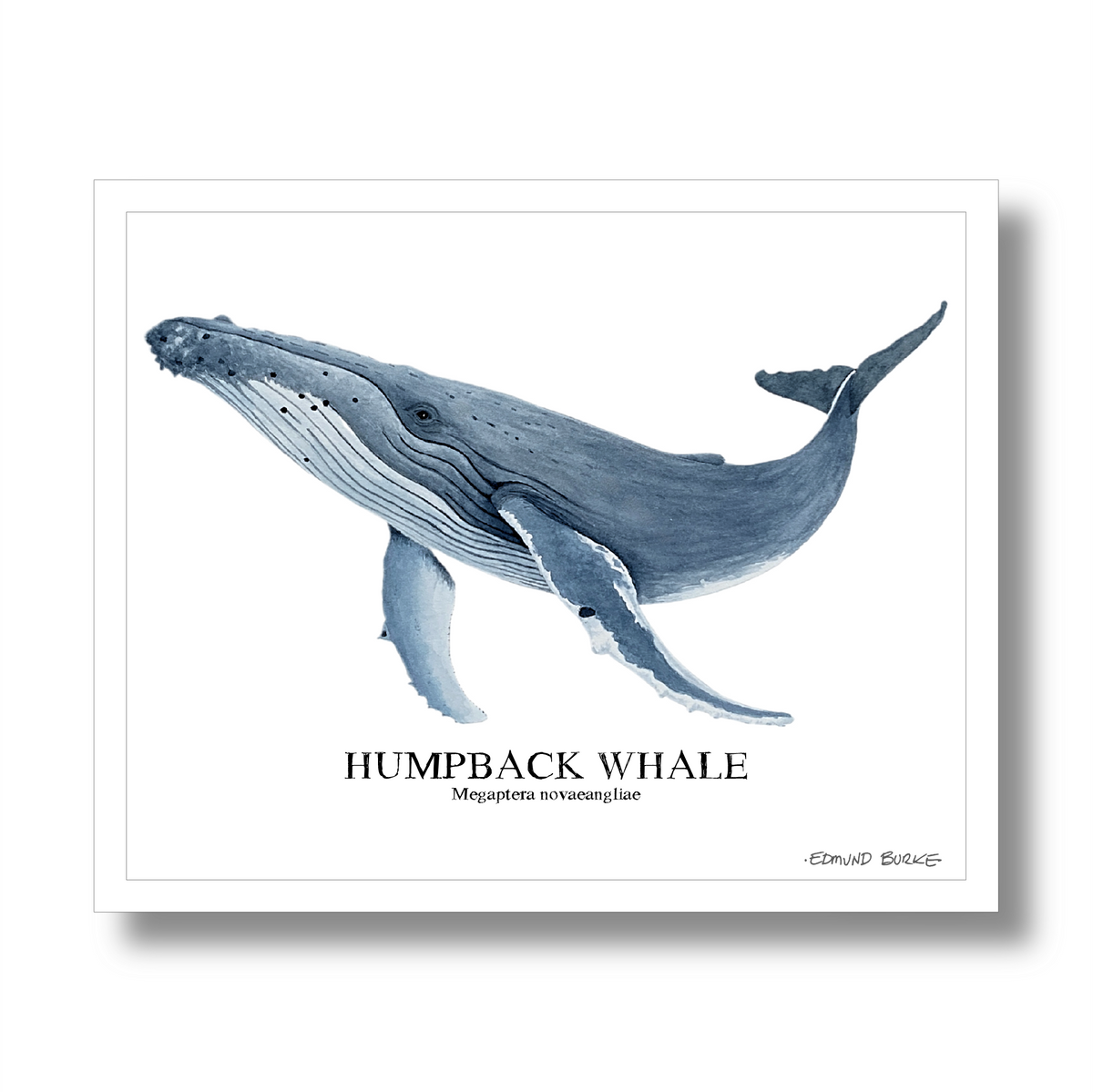 Humpback Whale Original Watercolor Print, Nautical Coastal Wall Art, Whale Lover Gift, Beach House Décor, Whale Painting, Ocean Wildlife Art