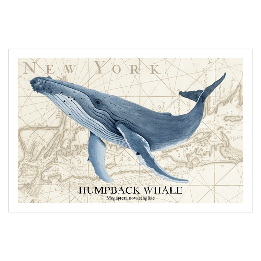 Humpback Whale Watercolor Print: Vintage Long Island Nautical Chart Art