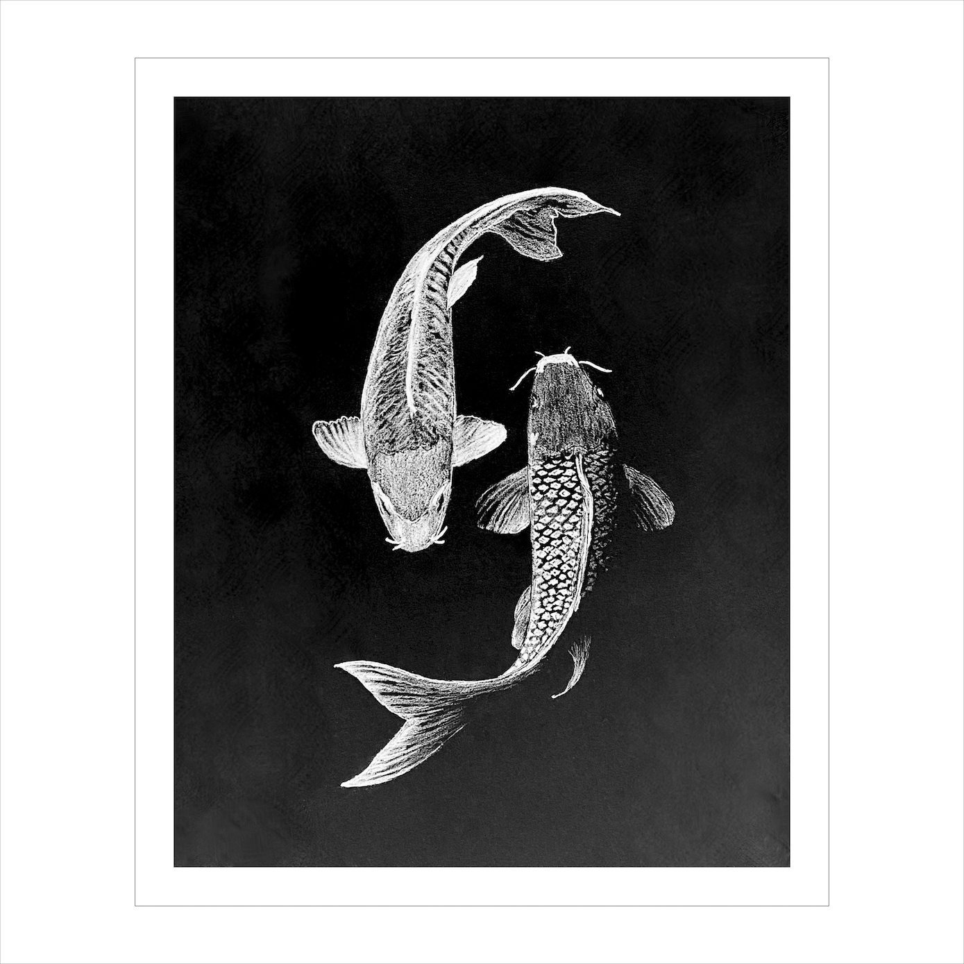 Archival Print Colored Pencil Drawing of Koi Fish – White Koi on Black Background – Fine Art Illustration – Zen Water Garden Art