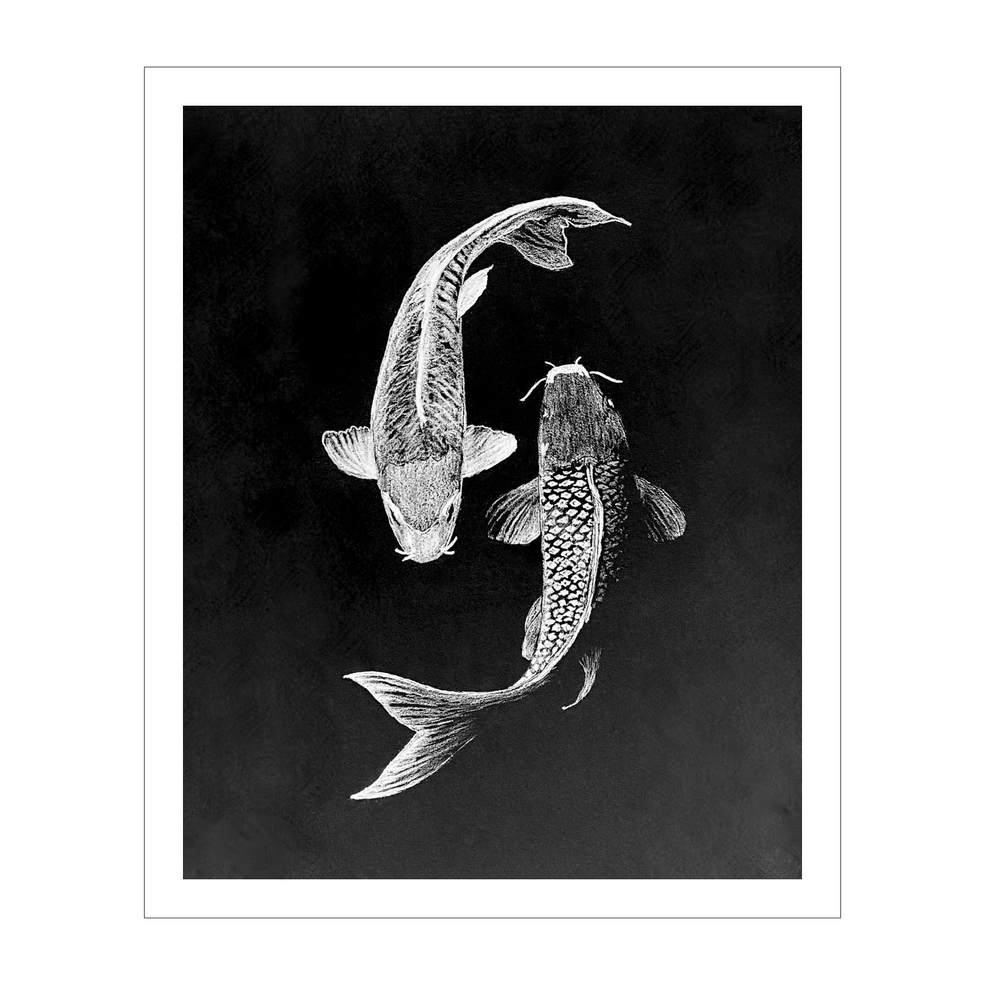 Archival Print Colored Pencil Drawing of Koi Fish – White Koi on Black Background – Fine Art Illustration – Zen Water Garden Art