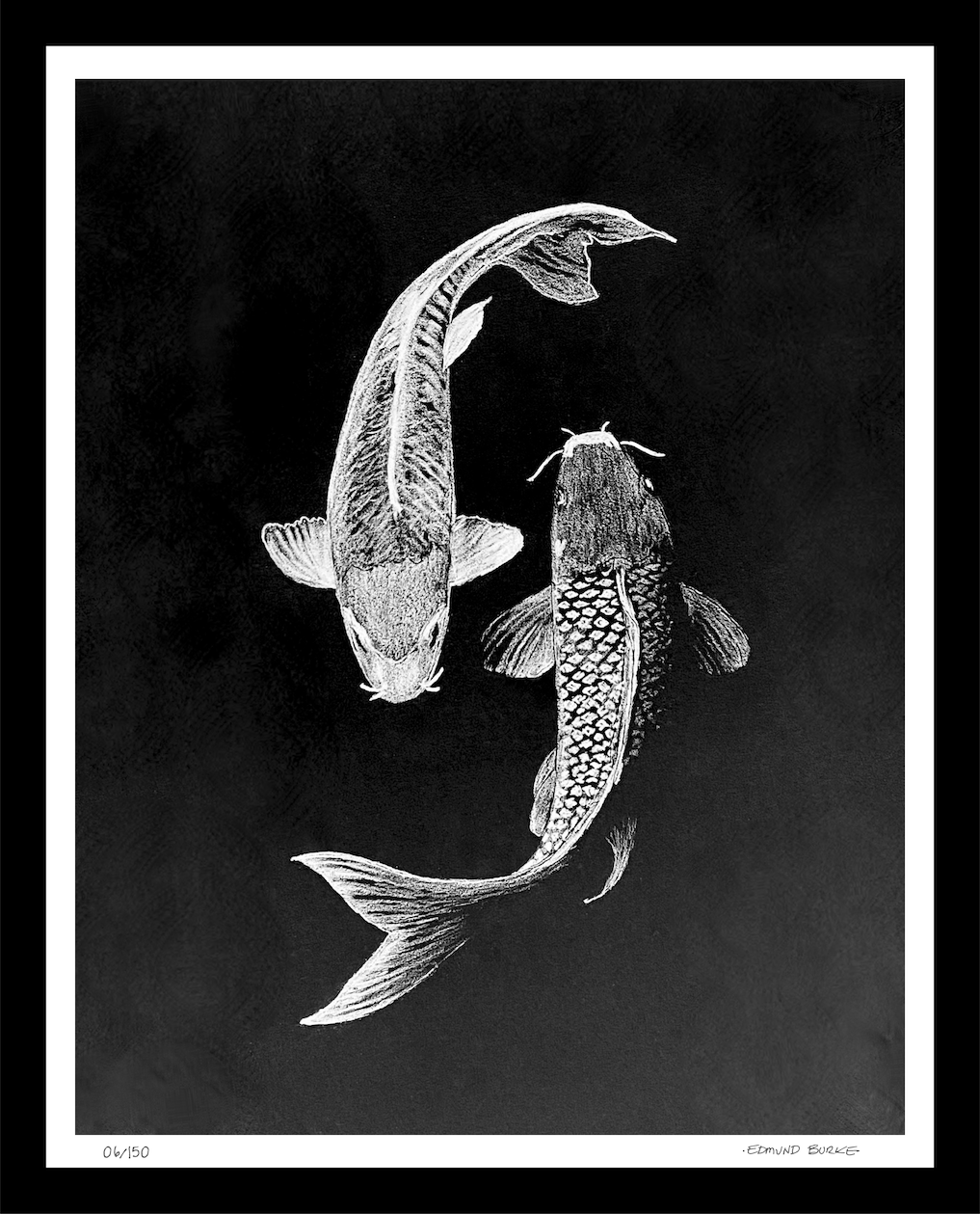 Archival Print Colored Pencil Drawing of Koi Fish – White Koi on Black Background – Fine Art Illustration – Zen Water Garden Art