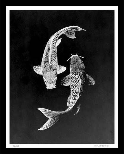 Archival Print Colored Pencil Drawing of Koi Fish – White Koi on Black Background – Fine Art Illustration – Zen Water Garden Art