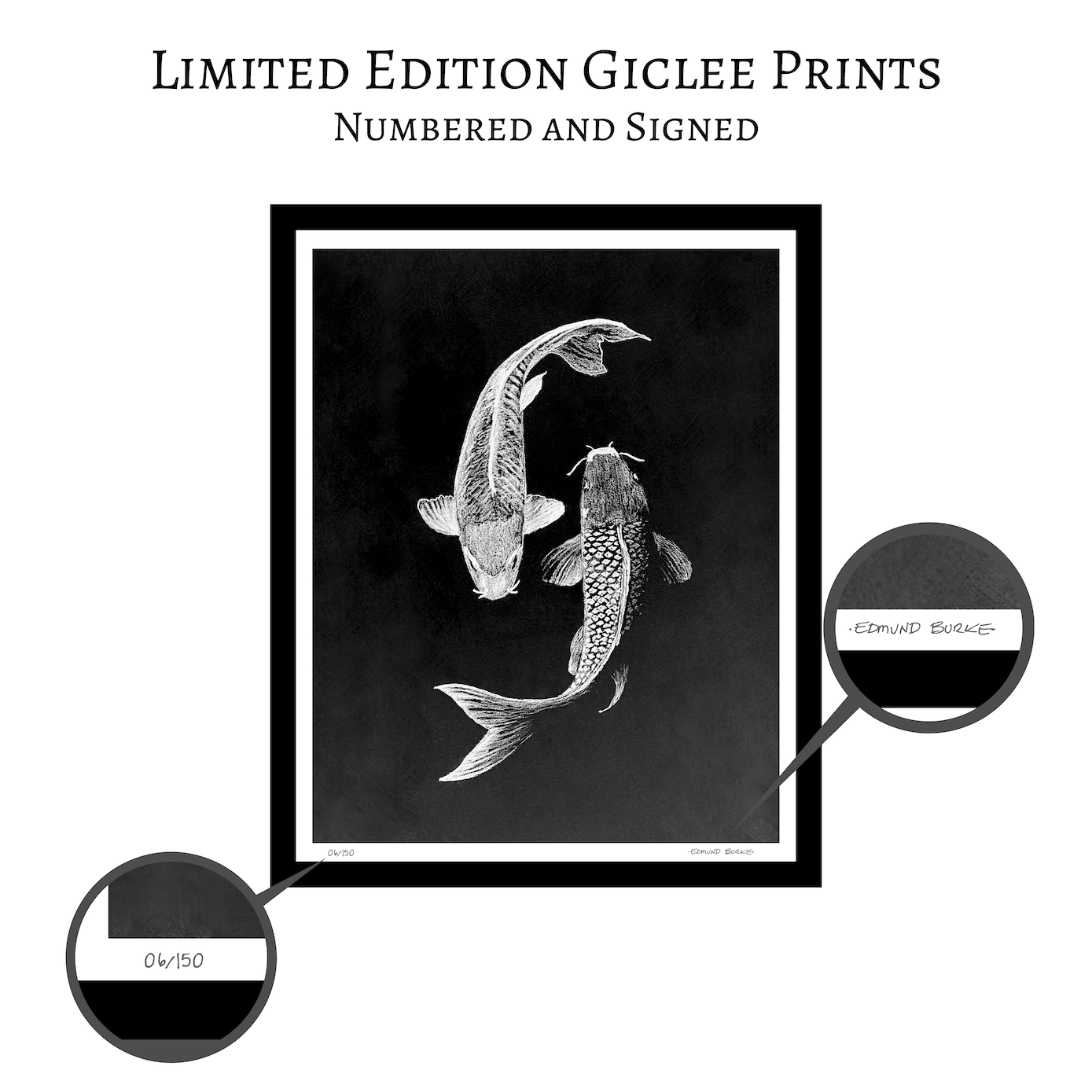 Archival Print Colored Pencil Drawing of Koi Fish – White Koi on Black Background – Fine Art Illustration – Zen Water Garden Art