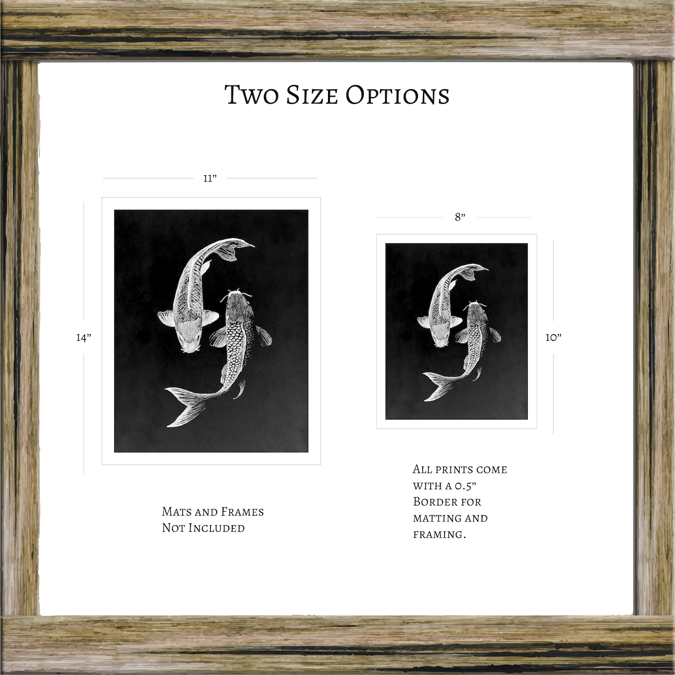 Archival Print Colored Pencil Drawing of Koi Fish – White Koi on Black Background – Fine Art Illustration – Zen Water Garden Art