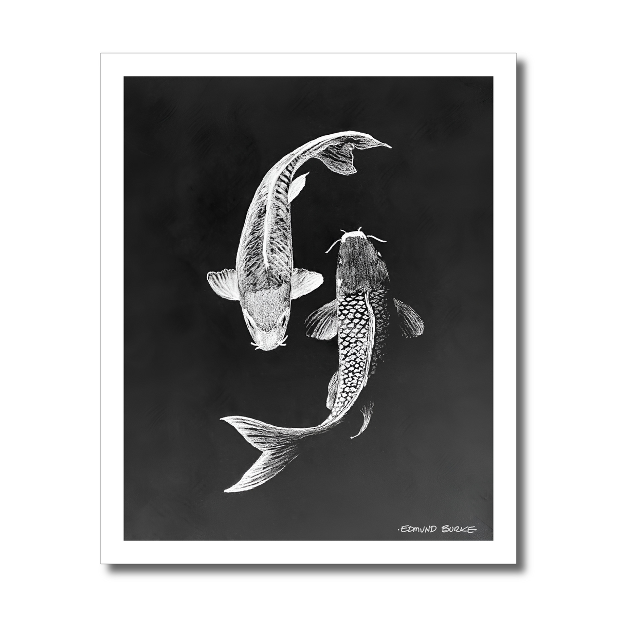 Archival Print Colored Pencil Drawing of Koi Fish – White Koi on Black Background – Fine Art Illustration – Zen Water Garden Art