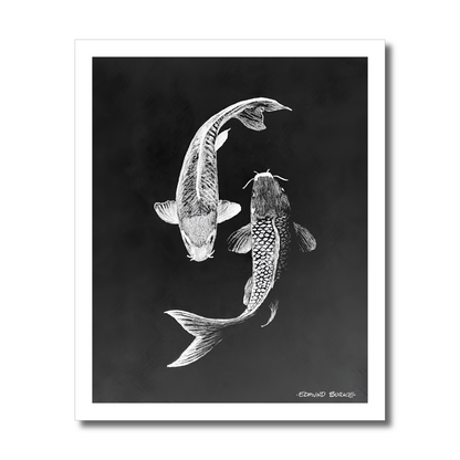 Archival Print Colored Pencil Drawing of Koi Fish – White Koi on Black Background – Fine Art Illustration – Zen Water Garden Art