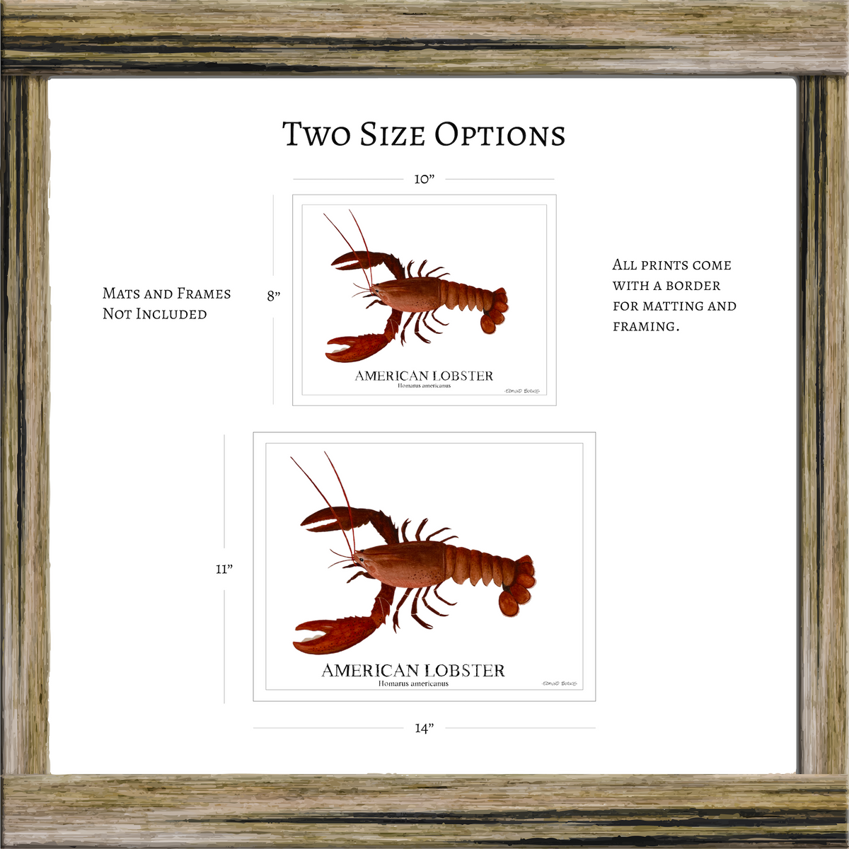 American Lobster Original Watercolor Print  – Nautical Coastal Wall Art, Fishermen Gift, Beach House Art, Ocean Life Art