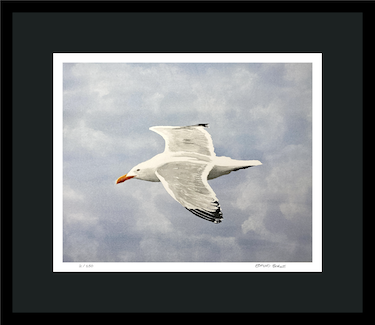 Seagull Watercolor Print – Limited Edition Shorebird Art – Coastal Bird Wall Decor – Beach Wildlife Painting – Nature Lover Gift