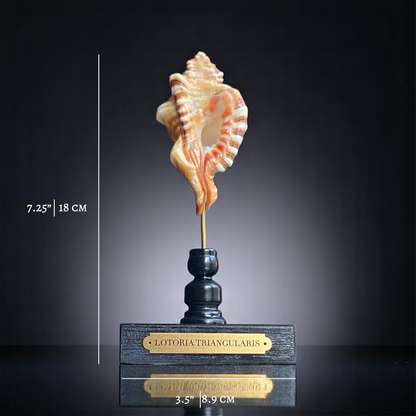 Mounted Sea Shell Specimen, Sea Shell on Stand, Tropical Shell Display, Elegant Coastal Decor, Beach House Gift,Marine Sculpture Home Accent