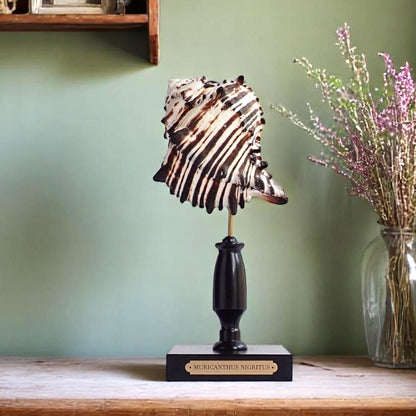 Mounted Shell Sculpture, Sea Shell on Stand, Tropical Shell Display, Elegant Coastal Decor, Beach House Gift, Nautical Marine Home Accent
