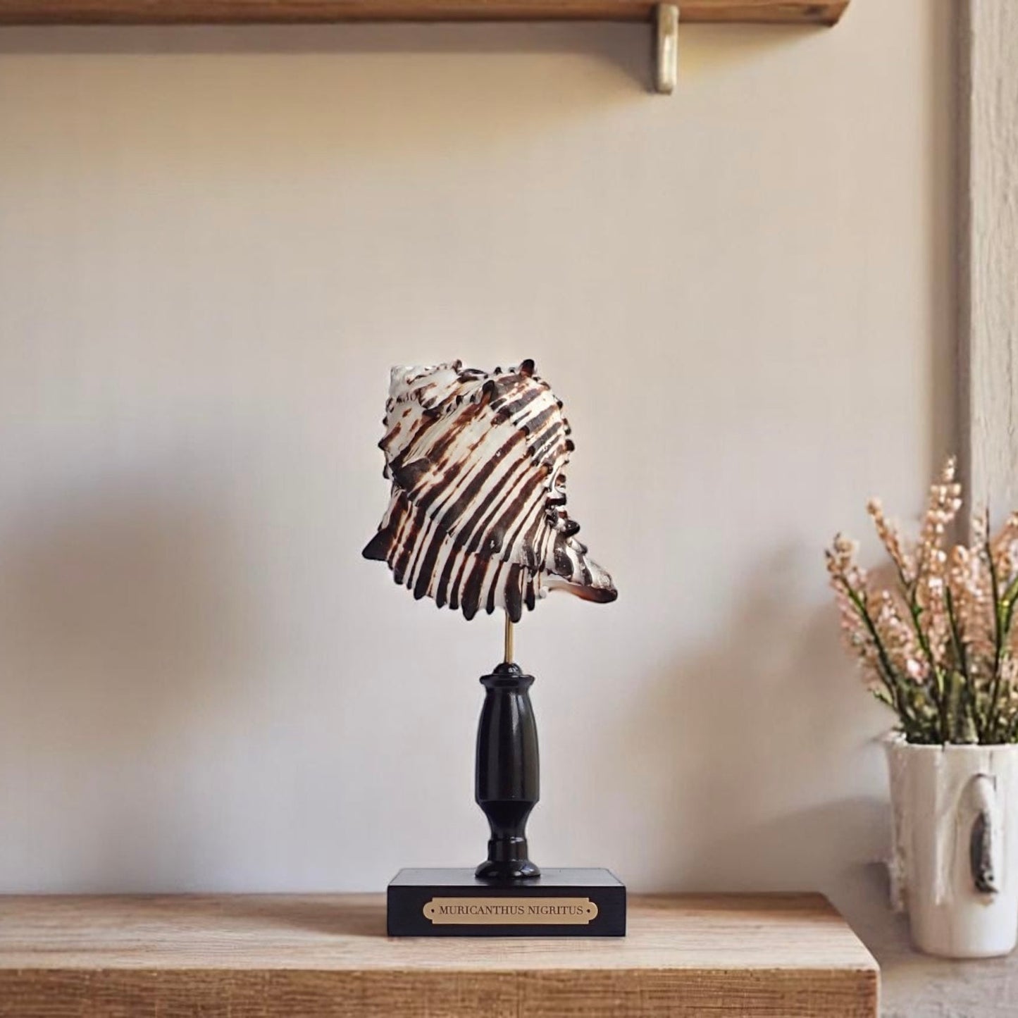 Mounted Shell Sculpture, Sea Shell on Stand, Tropical Shell Display, Elegant Coastal Decor, Beach House Gift, Nautical Marine Home Accent