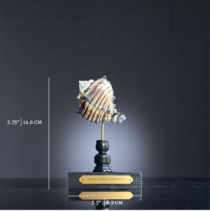 Mounted Murex Shell Sculpture, Sea Shell on Stand, Tropical Shell Display,Elegant Coastal Decor,Beach House Gift,Nautical Marine Home Accent