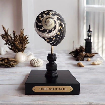 Mounted Turbo Shell Sculpture, Sea Shell on Handmade Stand, Tropical Shell Display, Chic Coastal Decor, Beach House Gift, Marine Home Accent