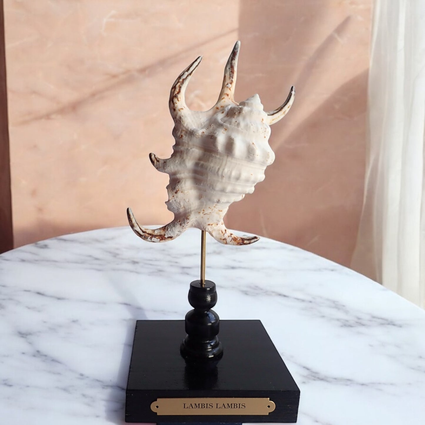 Mounted Shell Sculpture, Sea Shell on Stand, Tropical Shell Display, Elegant Coastal Decor, Beach House Gift,Nautical Cabinet of Curiosities