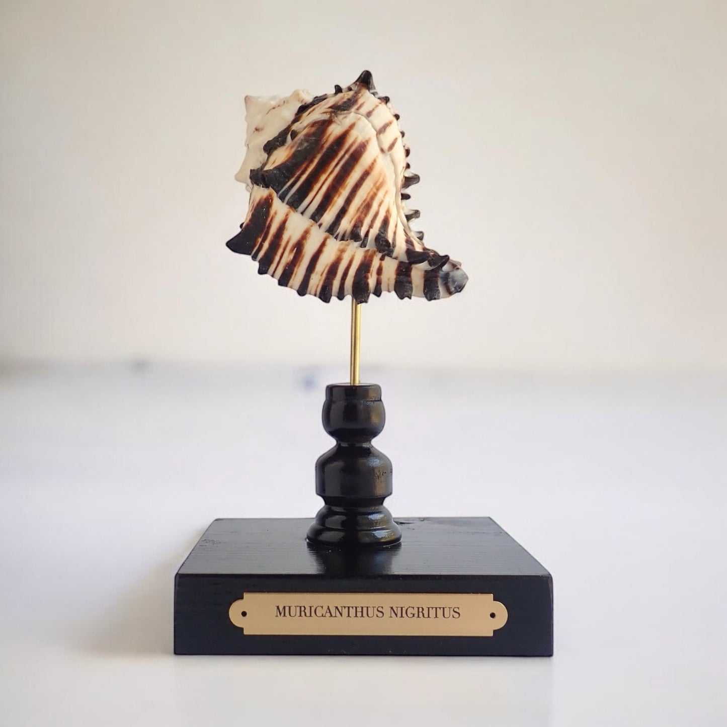 Mounted Murex Shell Sculpture, Sea Shell on Stand, Tropical Shell Display,Elegant Coastal Decor,Beach House Gift,Nautical Marine Home Accent