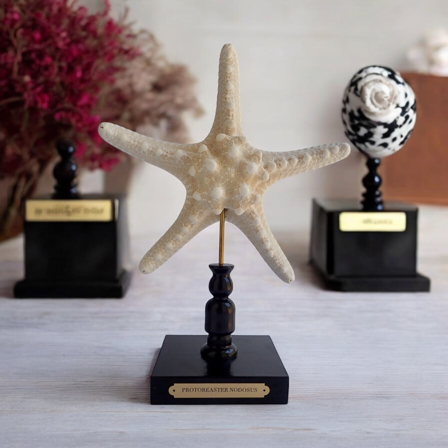 Mounted Star Fish Sculpture, Sea Star on Stand, Tropical Shell Display, Chic Coastal Decor, Beach House Gift, Nautical Marine Home Accent