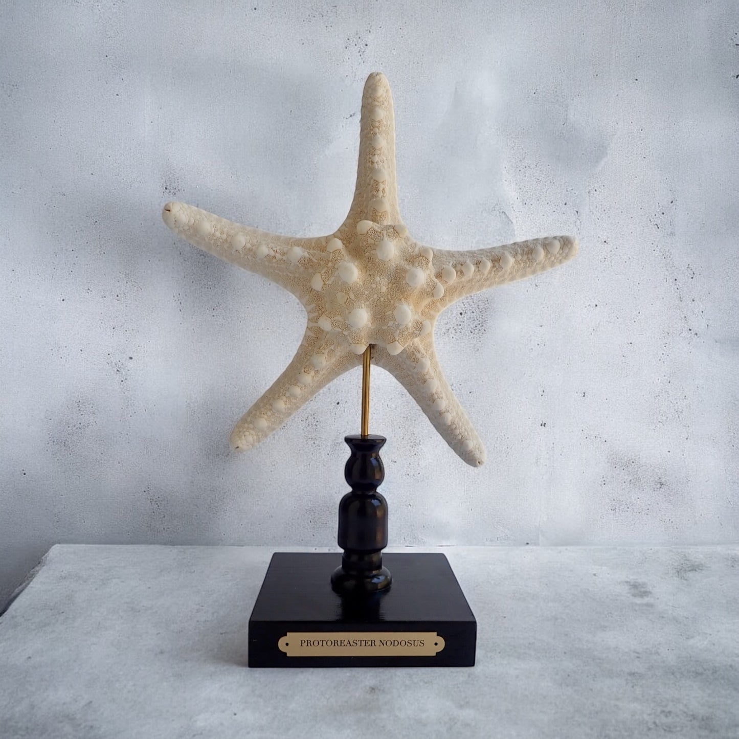 Mounted Star Fish Sculpture, Sea Star on Stand, Tropical Shell Display, Chic Coastal Decor, Beach House Gift, Nautical Marine Home Accent