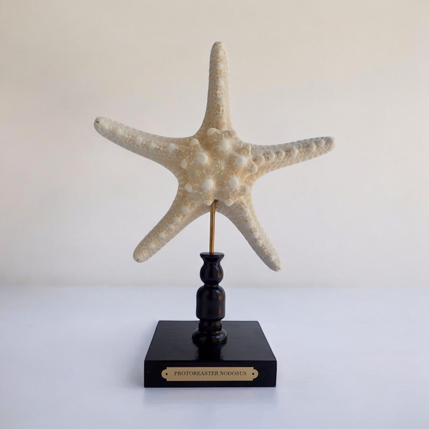 Mounted Star Fish Sculpture, Sea Star on Stand, Tropical Shell Display, Chic Coastal Decor, Beach House Gift, Nautical Marine Home Accent