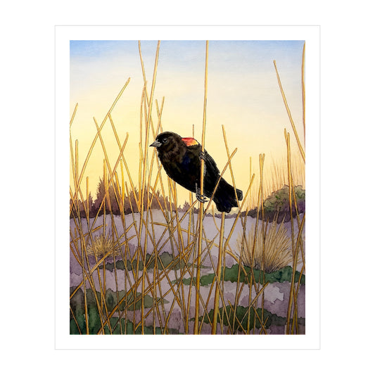 Red Winged Black Bird Original Artwork, East Coast Landscape Print, Limited Edition Watercolor,Coastal Wall Decor, Beach House Decor Gift