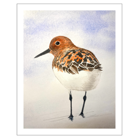 Sanderling Shorebird Original Artwork, East Coast Landscape Print, Limited Edition Watercolor,Coastal Wall Decor, Beach House Decor Gift
