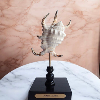 Mounted Shell Sculpture, Sea Shell on Stand, Tropical Shell Display, Elegant Coastal Decor, Beach House Gift,Nautical Cabinet of Curiosities