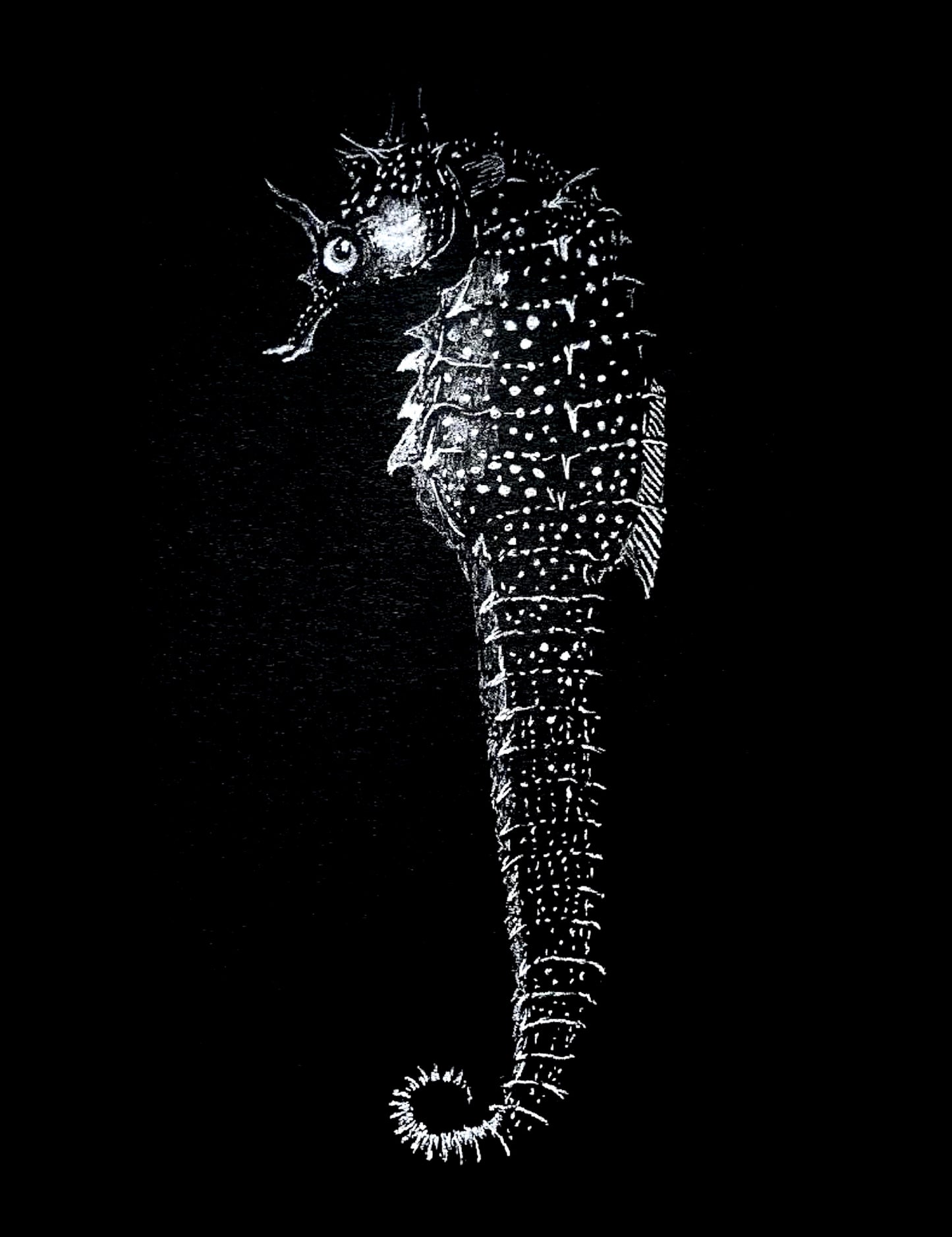 Vintage Seahorse Art Print – White Seahorse on Black – Nautical Illustration – Coastal & Modern Wall Art