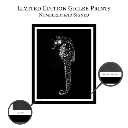 Vintage Seahorse Art Print – White Seahorse on Black – Nautical Illustration – Coastal & Modern Wall Art