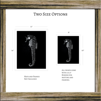 Vintage Seahorse Art Print – White Seahorse on Black – Nautical Illustration – Coastal & Modern Wall Art