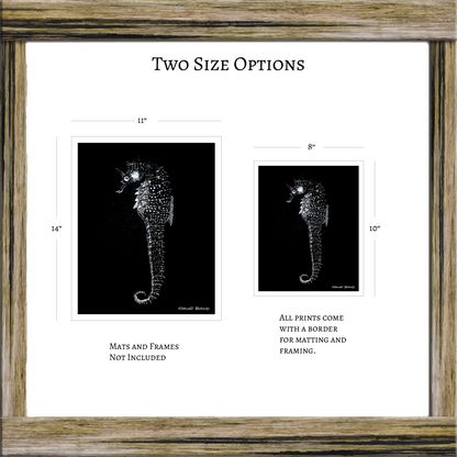Vintage Seahorse Art Print – White Seahorse on Black – Nautical Illustration – Coastal & Modern Wall Art