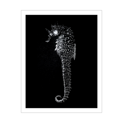Vintage Seahorse Art Print – White Seahorse on Black – Nautical Illustration – Coastal & Modern Wall Art