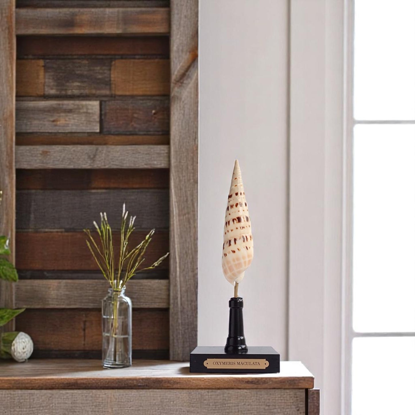 Mounted Shell Sculpture, Sea Shell on Stand, Tropical Shell Display, Elegant Coastal Decor, Beach House Gift, Nautical Marine Home Accent