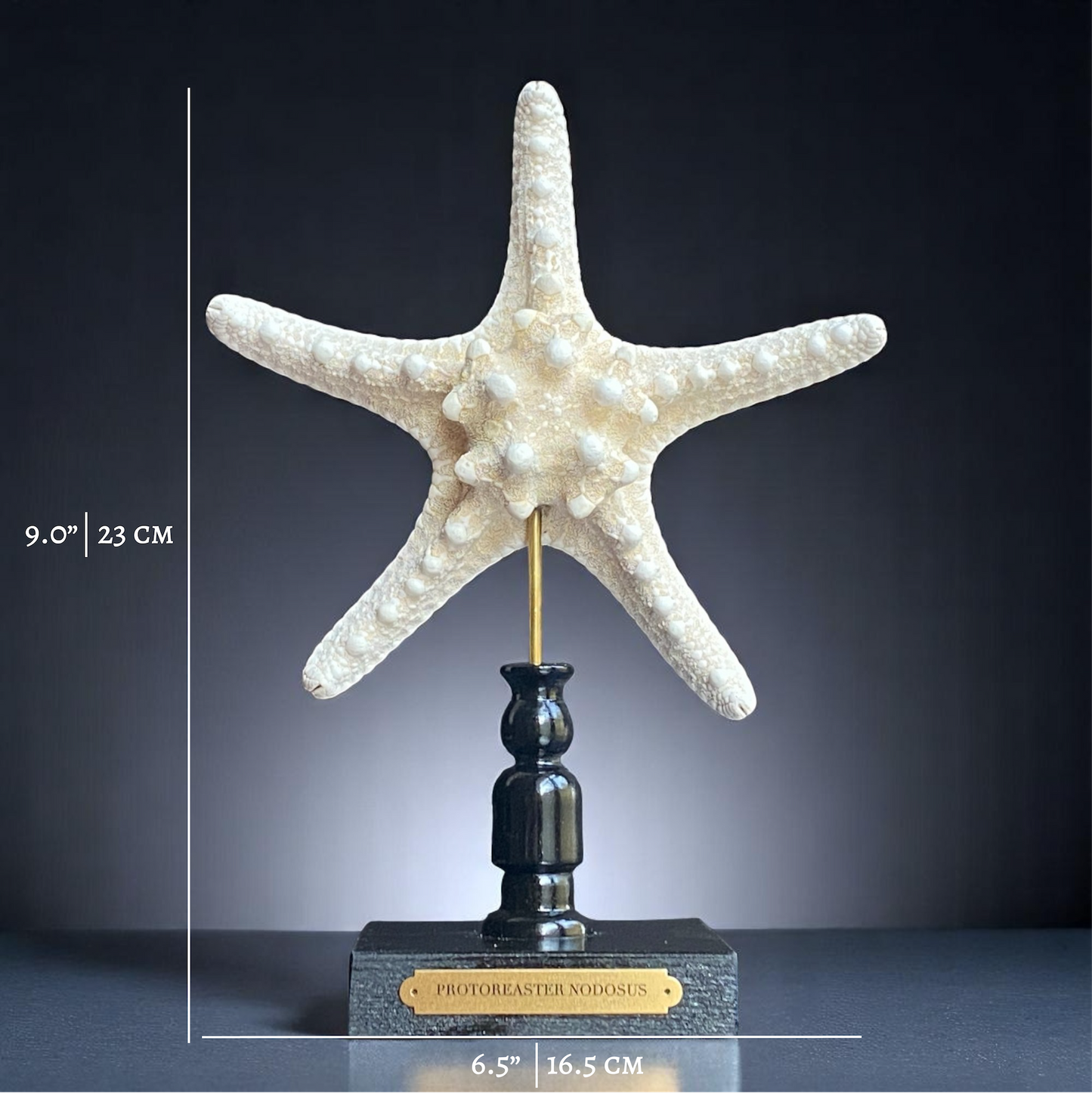 Mounted Star Fish Sculpture, Sea Star on Stand, Tropical Shell Display, Chic Coastal Decor, Beach House Gift, Nautical Marine Home Accent
