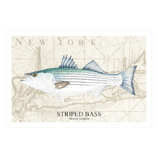 Striped Bass Original Watercolor Print Over Vintage Long Island Map – Nautical Coastal Wall Art, Fishermen Angler Gift, NY Beach House Décor