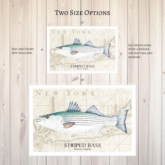 Striped Bass Original Watercolor Print Over Vintage Long Island Map – Nautical Coastal Wall Art, Fishermen Angler Gift, NY Beach House Décor