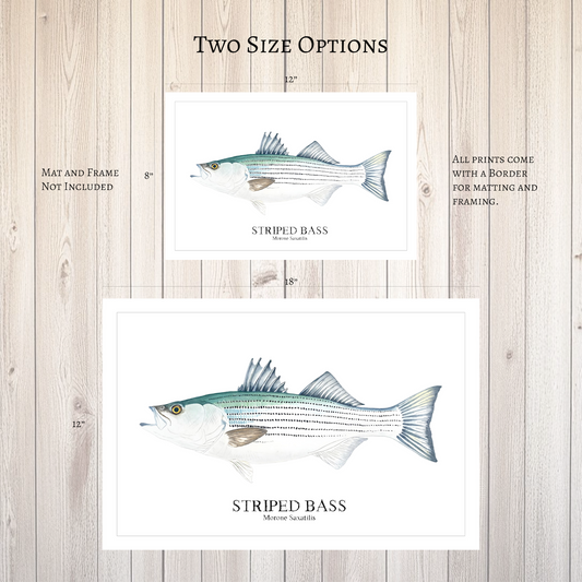 Striped Bass Watercolor Print: Nautical Coastal Wall Art