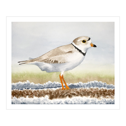 Piping Plover Watercolor Print – Limited Edition Shorebird Art – Coastal Bird Wall Decor – Beach Wildlife Painting – Nature Lover Gift
