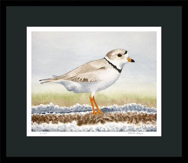Piping Plover Watercolor Print – Limited Edition Shorebird Art – Coastal Bird Wall Decor – Beach Wildlife Painting – Nature Lover Gift