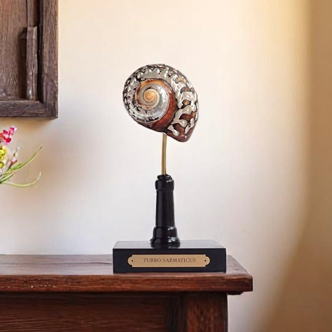 Mounted Shell Sculpture, Sea Shell on Stand, Tropical Shell Display, Elegant Coastal Decor, Beach House Gift, Nautical Marine Home Accent