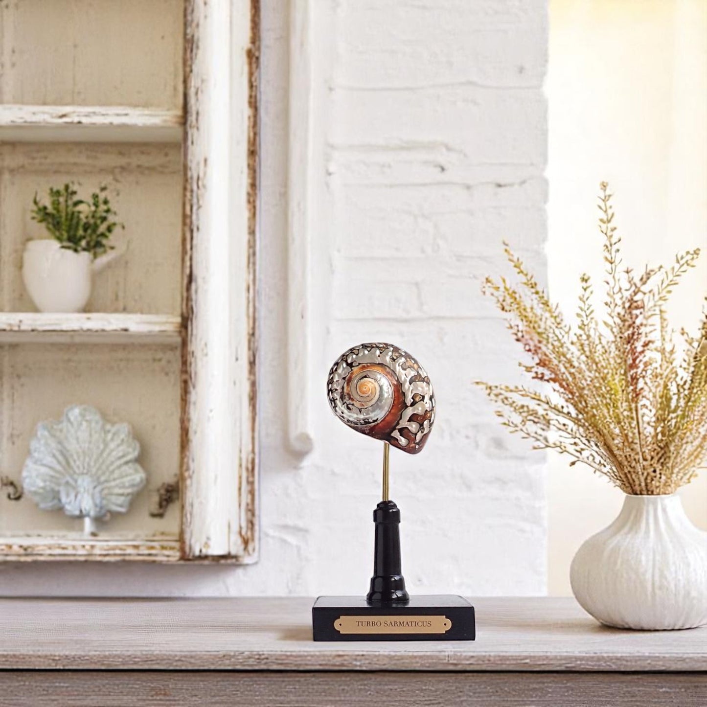 Mounted Shell Sculpture, Sea Shell on Stand, Tropical Shell Display, Elegant Coastal Decor, Beach House Gift, Nautical Marine Home Accent